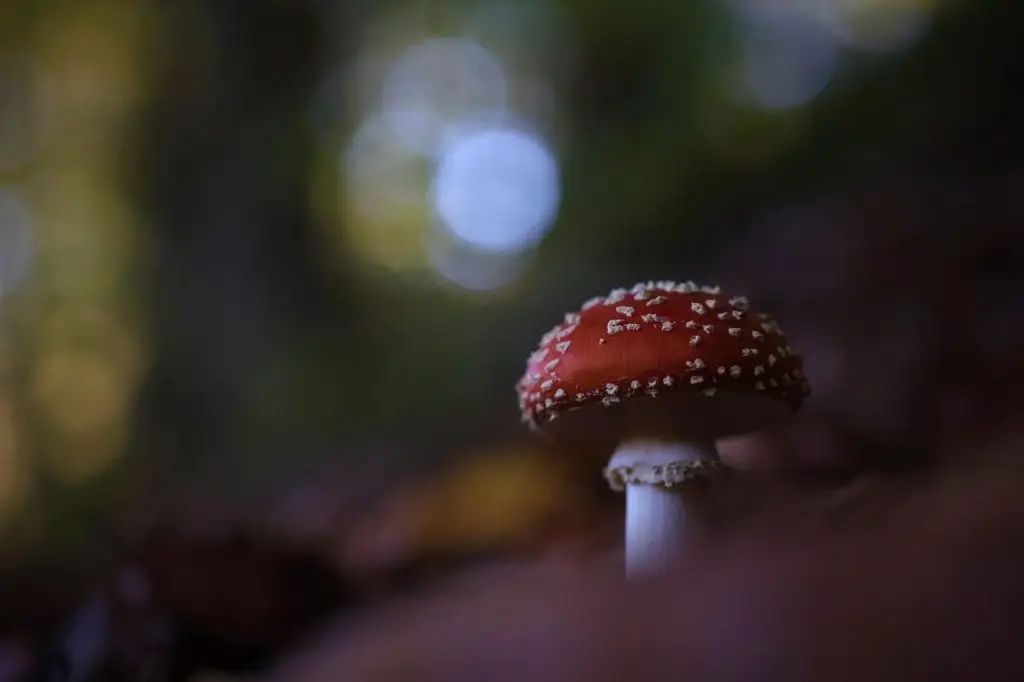 toadstool, mushroom, fall, nature, forest, forest mushroom