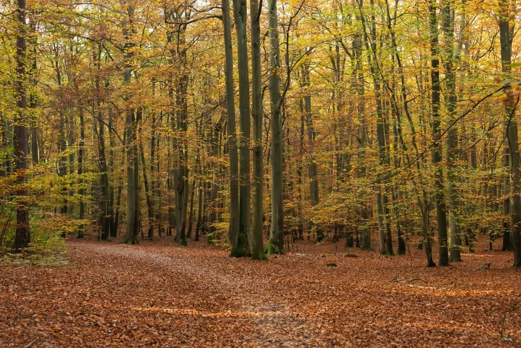 A tranquil autumn forest path surrounded by tall trees and golden leaves.